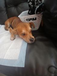 Lost Male Dog last seen Galaxy south smoke shop 2620 e 22nd st, Tucson, AZ 85713