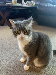 Lost Female Cat last seen Golf course, Haynes park, Rio Rancho, NM 87124