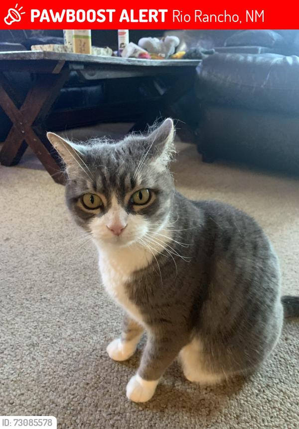 Lost Female Cat last seen Golf course, Haynes park, Rio Rancho, NM 87124