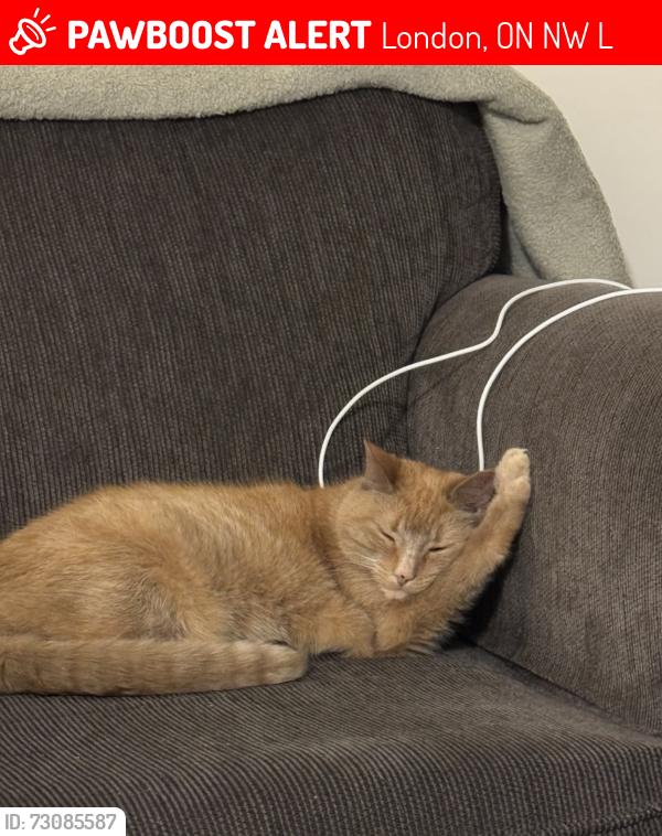 Lost Female Cat last seen Tweedsmuir Avenue, and Montebello , London, ON N5W 1L7