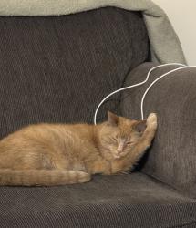 Lost Female Cat last seen Tweedsmuir Avenue, and Montebello , London, ON N5W 1L7