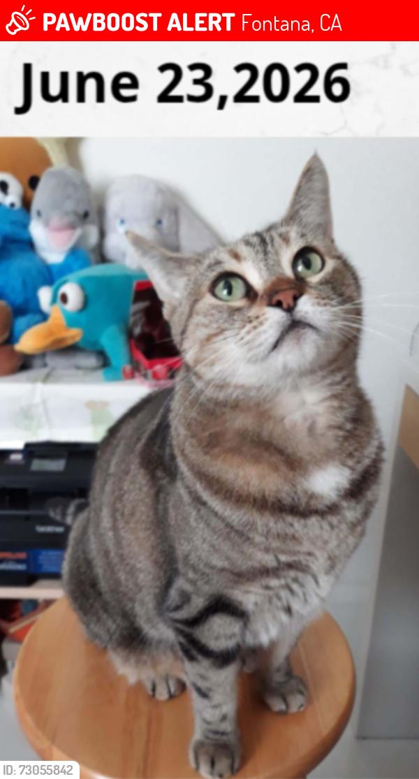 Lost Female Cat last seen Westward Drive and Ocotillo Drive, Fontana, CA 92337