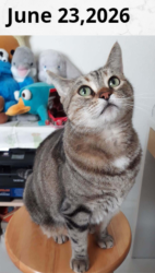 Lost Female Cat last seen Westward Drive and Ocotillo Drive, Fontana, CA 92337