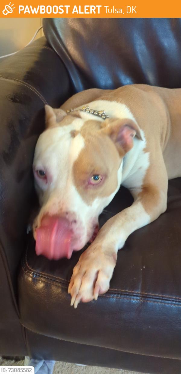 Found/Stray Male Dog last seen 51st btwn Sheridan and memorial, Tulsa, OK 74145