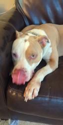Found/Stray Male Dog last seen 51st btwn Sheridan and memorial, Tulsa, OK 74145