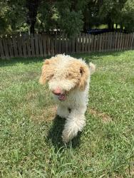 Found/Stray Male Dog last seen Seamill rd. Berewick, Charlotte, NC 28278