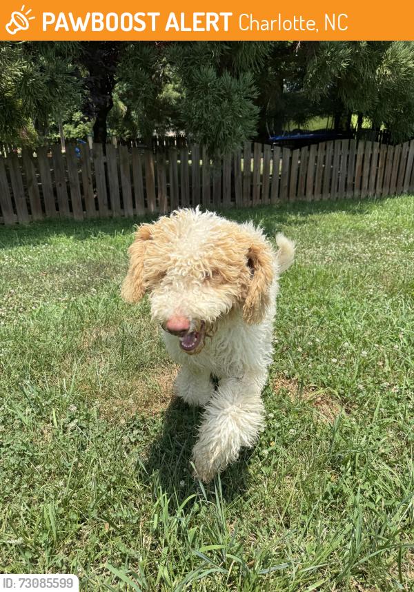 Found/Stray Male Dog last seen Seamill rd. Berewick, Charlotte, NC 28278