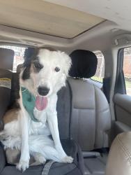 Reunited Female Dog last seen Hoffman, Philadelphia, PA 19145