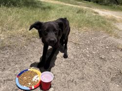 Found/Stray Male Dog last seen Cairo and Wurzbach 78229, San Antonio, TX 78238