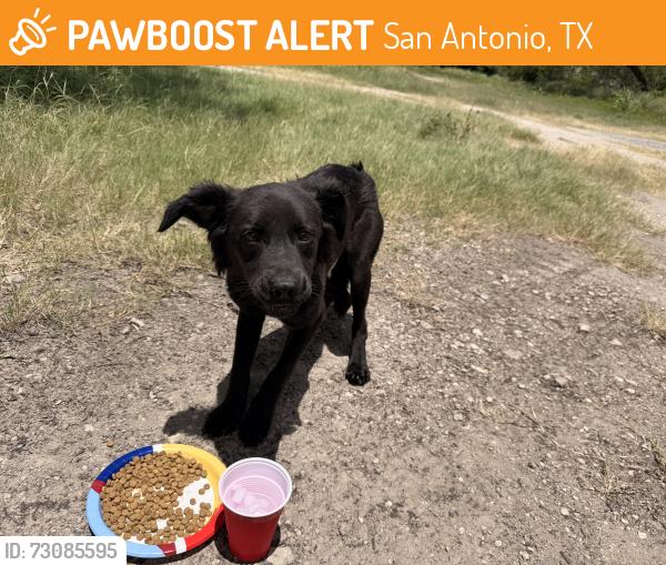 Found/Stray Male Dog last seen Cairo and Wurzbach 78229, San Antonio, TX 78238