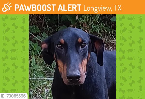 Found/Stray Unknown Dog last seen PINECREST COUNTY CLUB, Longview, TX 75602