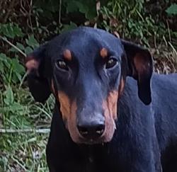 Found/Stray Unknown Dog last seen PINECREST COUNTY CLUB, Longview, TX 75602