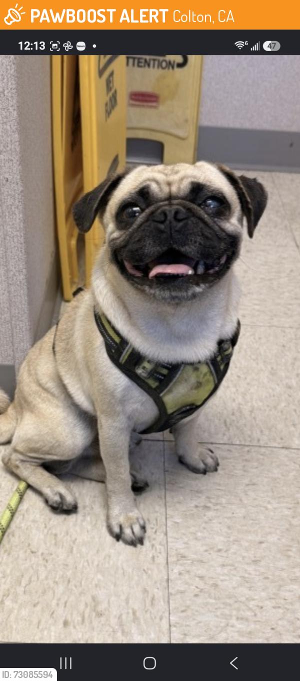 Found/Stray Male Dog last seen Colton ca, Colton, CA 92324