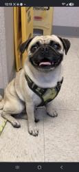 Found/Stray Male Dog last seen Colton ca, Colton, CA 92324