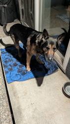 Found/Stray Male Dog last seen cahalan park San jose, San Jose, CA 95123