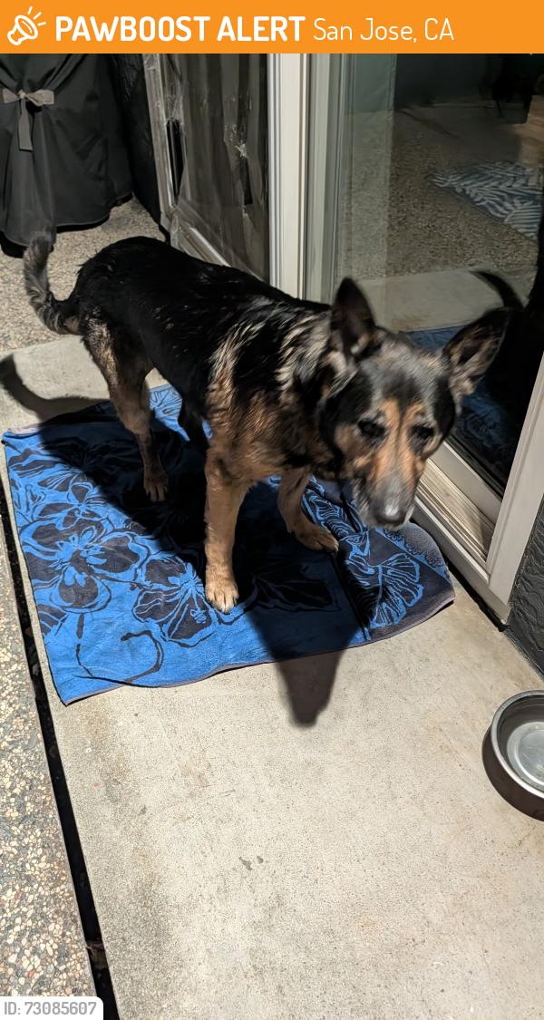 Found/Stray Male Dog last seen cahalan park San jose, San Jose, CA 95123