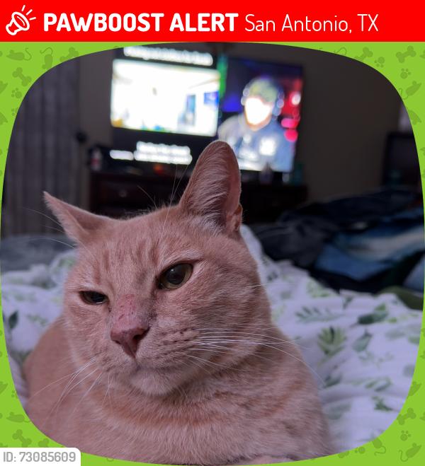 Lost Male Cat last seen Near Grand Bend, San Antonio, TX 78250