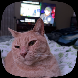 Lost Male Cat last seen Near Grand Bend, San Antonio, TX 78250