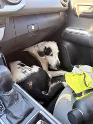 Found/Stray Male Dog last seen Northern and Loma Colorado, Rio Rancho, NM 87144
