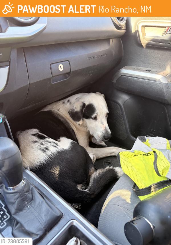 Found/Stray Male Dog last seen Northern and Loma Colorado, Rio Rancho, NM 87144