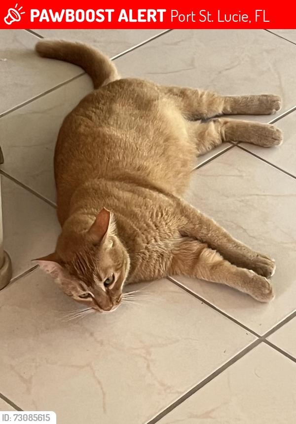Lost Male Cat last seen Tiffany and grand dr, Port St. Lucie, FL 34952