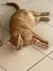 Lost Male Cat last seen Tiffany and grand dr, Port St. Lucie, FL 34952
