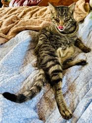 Reunited Male Cat last seen I25 & E Prospect Rd, Timnath Middle High School, Fort Collins, CO 80525