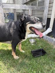Found/Stray Male Dog last seen Paris Ave, Lincoln Park, MI 48146
