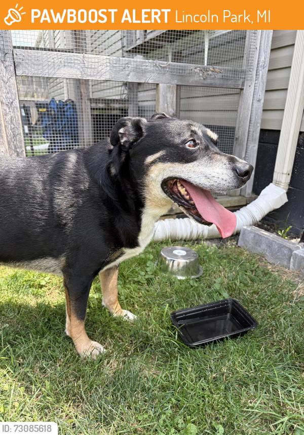 Found/Stray Male Dog last seen Paris Ave, Lincoln Park, MI 48146