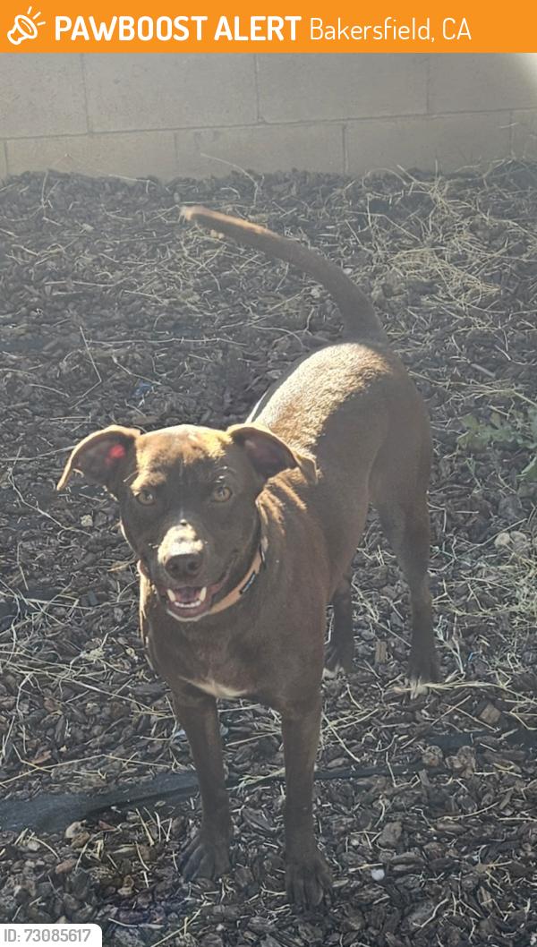 Found/Stray Male Dog last seen Riverdale Mobile Home Park, Bakersfield, CA 93308