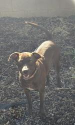 Found/Stray Male Dog last seen Riverdale Mobile Home Park, Bakersfield, CA 93308