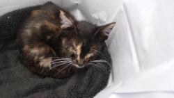 Shelter Stray Female Cat last seen , 11258 Garfield Ave, Downey, CA 90242, USA