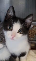 Shelter Stray Male Cat last seen , West Valley Animal Shelter, 20655 Plummer St, Chatsworth, CA 91311, USA
