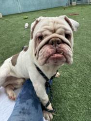 Shelter Stray Male Dog last seen , West Valley Animal Shelter, 20655 Plummer St, Chatsworth, CA 91311, USA