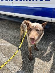 Found/Stray Male Dog last seen I-20 between 135 and 42, Kilgore, TX 75662