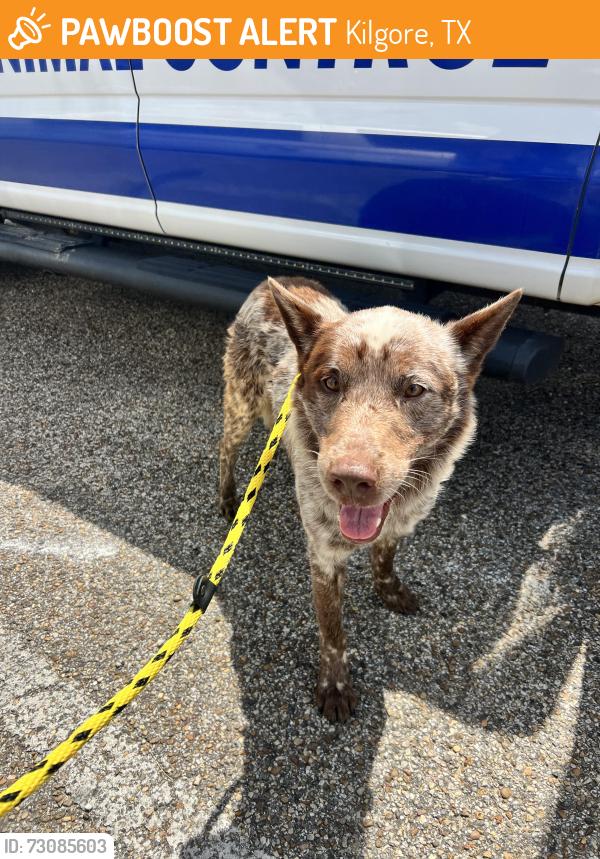 Found/Stray Male Dog last seen I-20 between 135 and 42, Kilgore, TX 75662