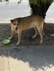 Found/Stray Male Dog last seen Moonlight and Milky Way, Garland, TX 75040