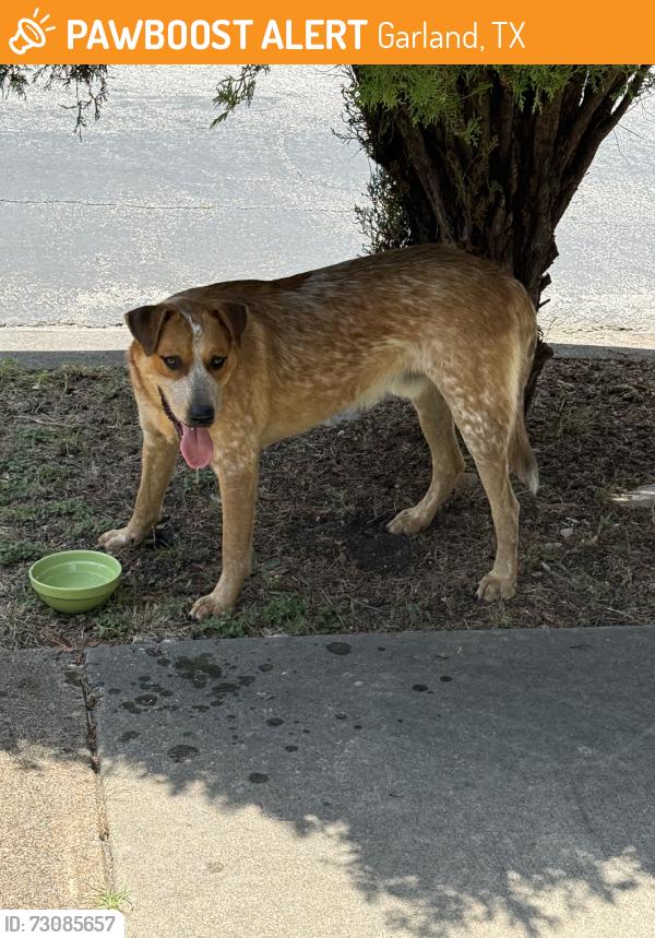 Found/Stray Male Dog last seen Moonlight and Milky Way, Garland, TX 75040