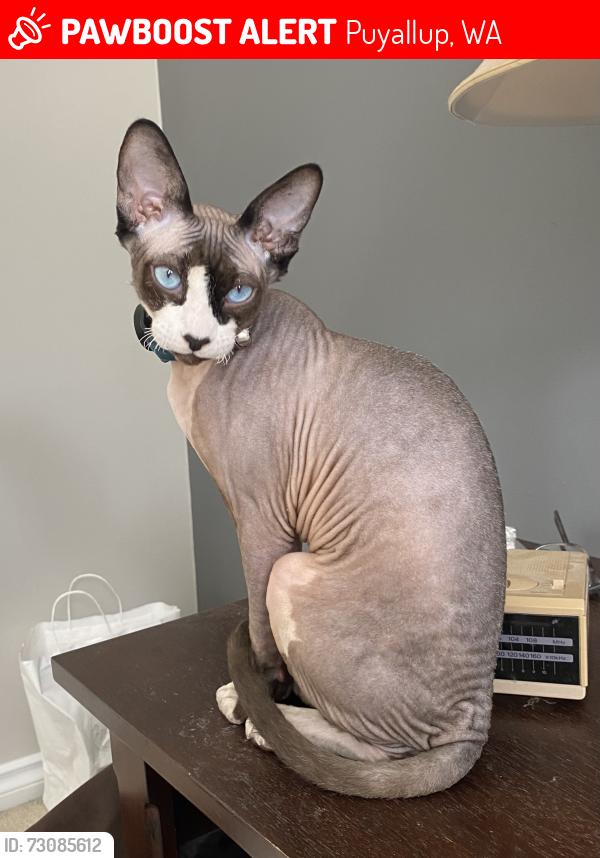 Lost Male Cat last seen 176th & Gem Heights, Puyallup, WA 98375