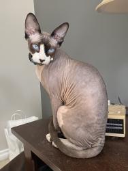 Lost Male Cat last seen 176th & Gem Heights, Puyallup, WA 98375