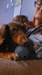 Reunited Male Dog last seen Norton rd Kingston ga, Kingston, GA 30145