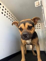 Shelter Stray Male Dog last seen Near BLK E BELLE TERRACE BAKERSFIELD,CA, 201 S Mt Vernon Ave, Bakersfield, CA 93307, USA