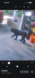 Found/Stray Unknown Dog last seen ROSEFINCH DR, Gresham, OR 97080