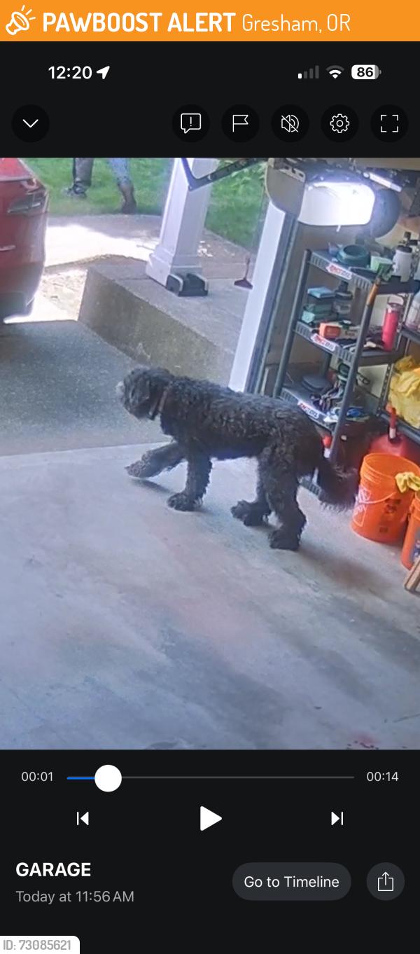 Found/Stray Unknown Dog last seen ROSEFINCH DR, Gresham, OR 97080