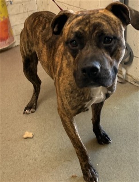 Shelter Stray Male Dog last seen SIERRA AVE X MERRILL, 333 Chandler Pl, San Bernardino, CA 92408, USA