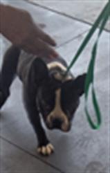 Shelter Stray Male Dog last seen , 1850 W 60th St, Los Angeles, CA 90047, USA