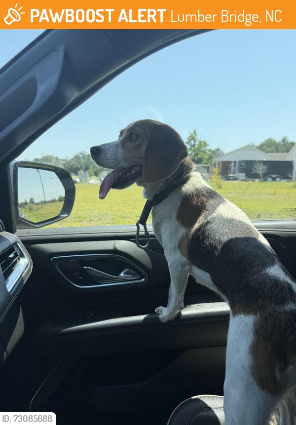 Found/Stray Female Dog last seen McGougan Rd/Arabia Rd, Lumber Bridge, NC 28357