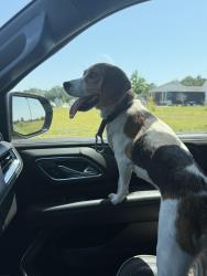 Found/Stray Female Dog last seen McGougan Rd/Arabia Rd, Lumber Bridge, NC 28357