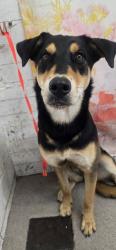 Shelter Stray Female Dog last seen MT VERNON AND 9TH ST, 333 Chandler Pl, San Bernardino, CA 92408, USA