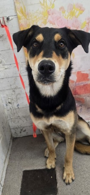 Shelter Stray Female Dog last seen MT VERNON AND 9TH ST, 333 Chandler Pl, San Bernardino, CA 92408, USA